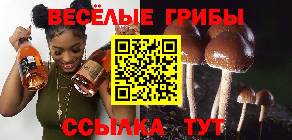 Псилоцибиновые грибы Psilocybine cubensis Солнечногорск